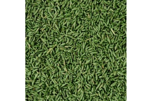 COMPO SAAT Strapazier-Rasen, 1 kg für 50 qm