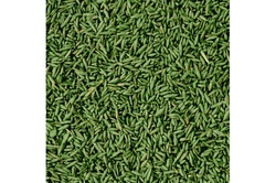 COMPO SAAT Schatten-Rasen, 1 kg für 50 qm