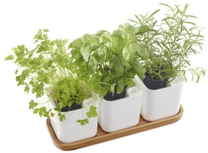 orthex Kräutertopf EDEN, 3er Set, weiß