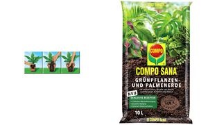 COMPO SANA Grünpflanzen- und Palmenerde, 5 Liter