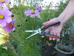 Garten PRIMUS Stauden- & Kräuterschere, Länge: 231 mm